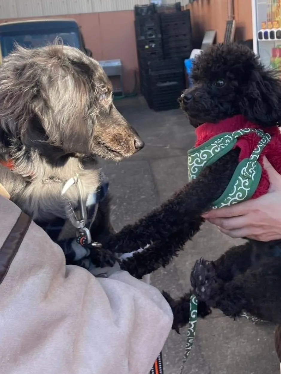 毎月5日は高知業者市場！