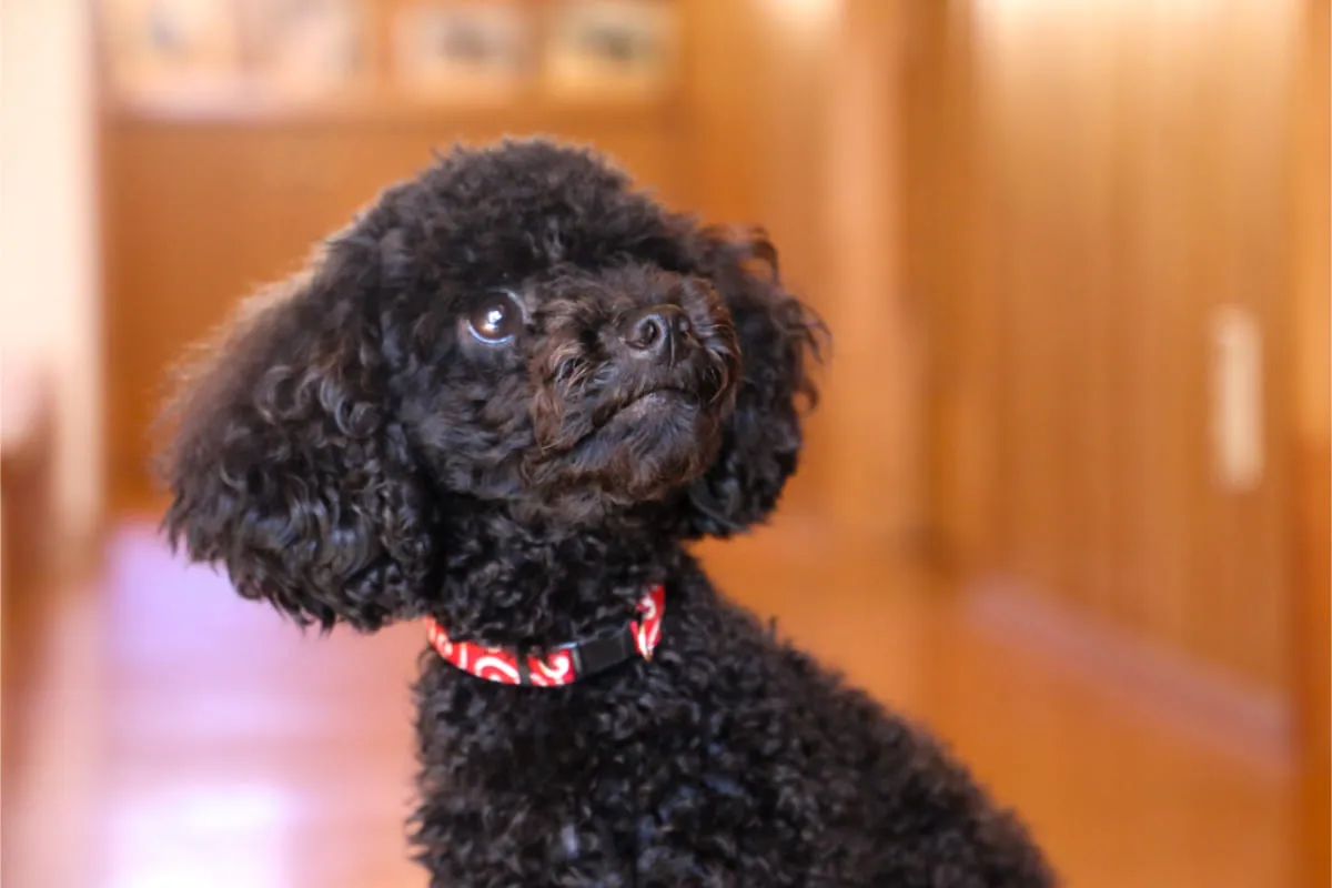 HP撮影（愛犬  チーズ）