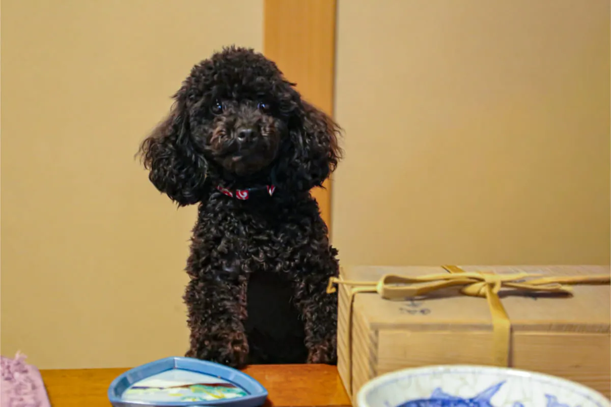 HP撮影（愛犬  チーズ）