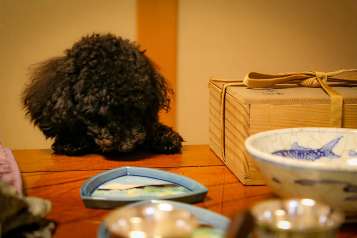 HP撮影（愛犬  チーズ）