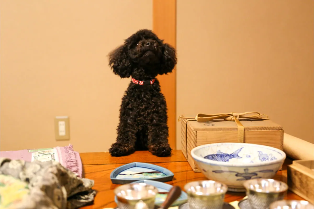 HP撮影（愛犬  チーズ）